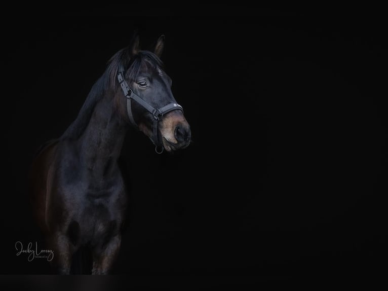Westfale Wallach 3 Jahre 160 cm Brauner in Dortmund
