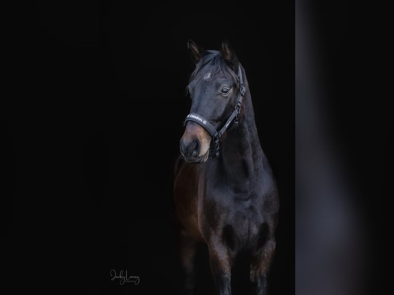 Westfale Wallach 3 Jahre 160 cm Brauner in Dortmund
