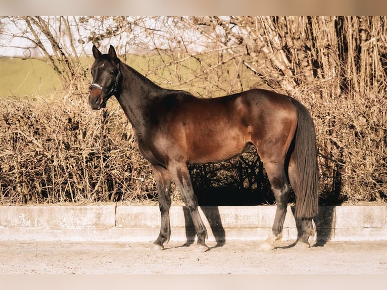 Westfale Wallach 3 Jahre 160 cm Brauner in Dortmund