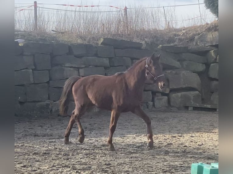 Westfale Wallach 3 Jahre 160 cm Rotfuchs in Lindlar