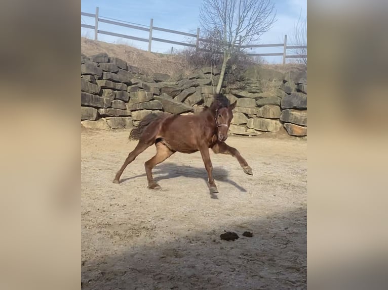 Westfale Wallach 3 Jahre 160 cm Rotfuchs in Lindlar