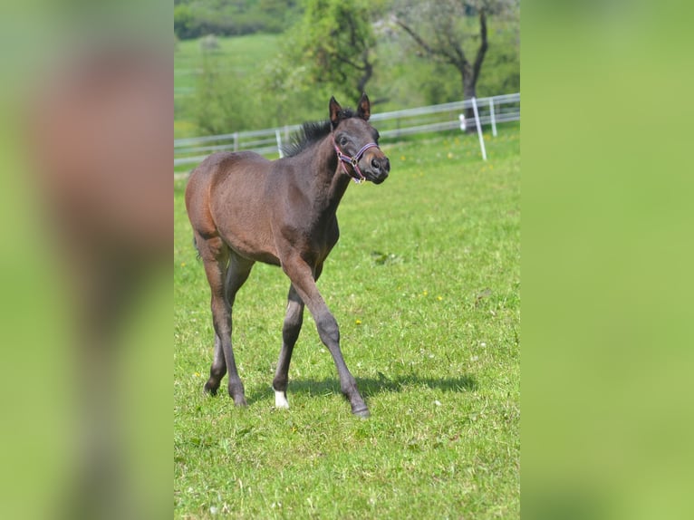 Westfale Wallach 3 Jahre 160 cm Schwarzbrauner in Elsoff
