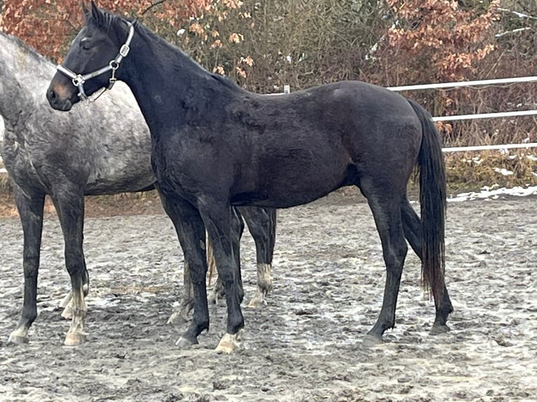 Westfale Wallach 3 Jahre 160 cm Schwarzbrauner in Elsoff