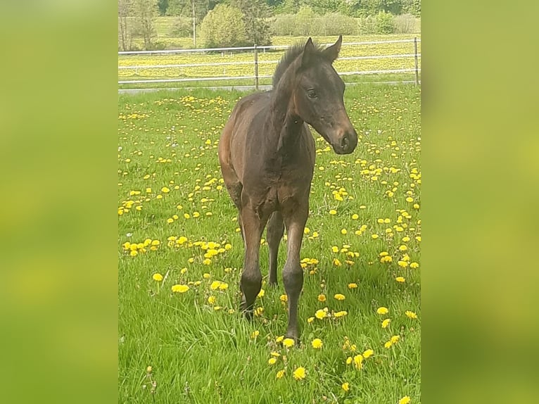 Westfale Wallach 3 Jahre 160 cm Schwarzbrauner in Elsoff