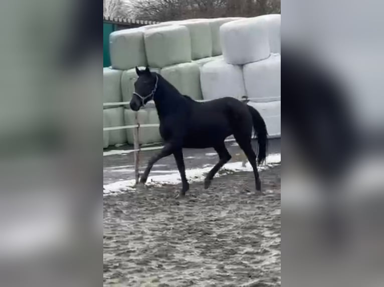 Westfale Wallach 3 Jahre 160 cm Schwarzbrauner in Elsoff