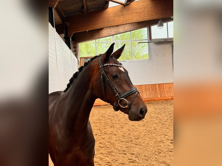 Westfale Wallach 3 Jahre 162 cm Dunkelbrauner in M&#xFC;nster