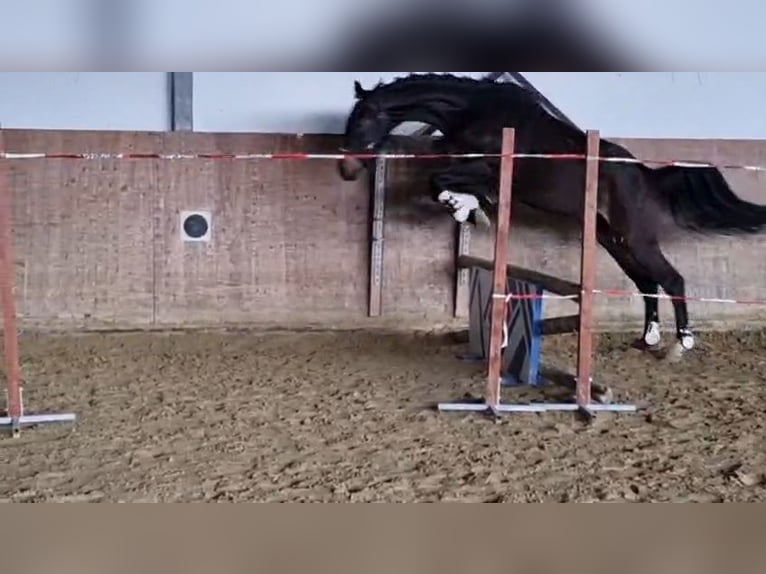 Westfale Wallach 3 Jahre 162 cm Dunkelbrauner in Dortmund