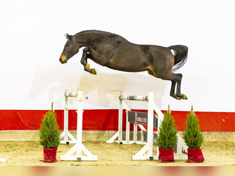 Westfale Wallach 3 Jahre 162 cm Dunkelbrauner in Waddinxveen