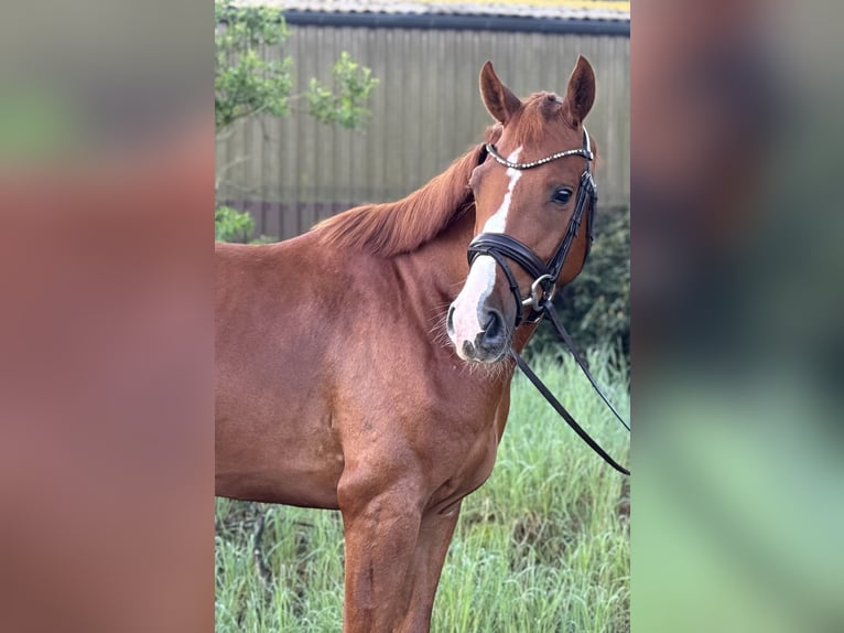 Westfale Wallach 3 Jahre 162 cm Fuchs in Dorsten