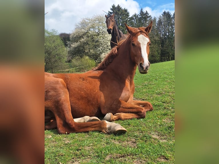 Westfale Wallach 3 Jahre 162 cm Fuchs in Lennestadt