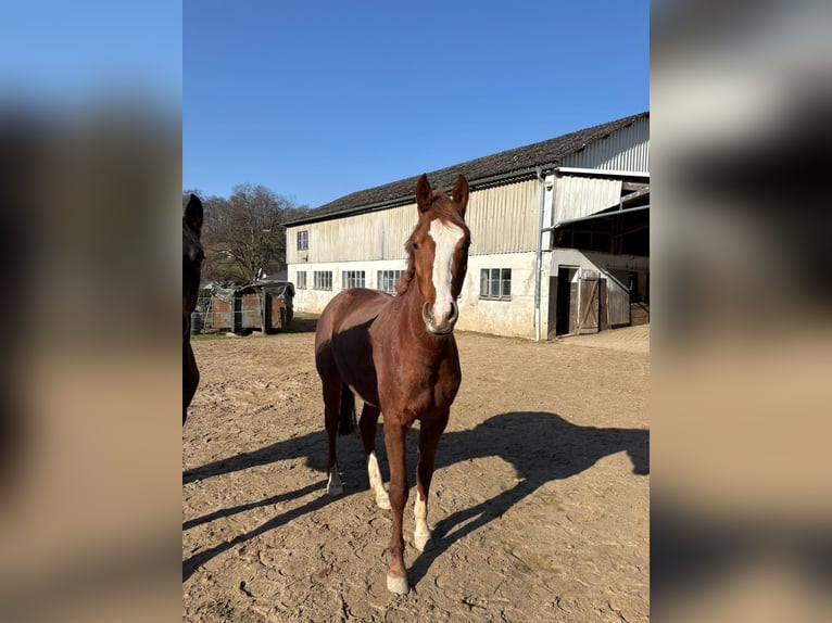 Westfale Wallach 3 Jahre 162 cm Fuchs in Lennestadt
