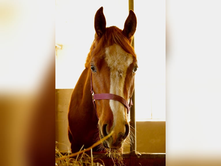 Westfale Wallach 3 Jahre 162 cm Fuchs in Lennestadt