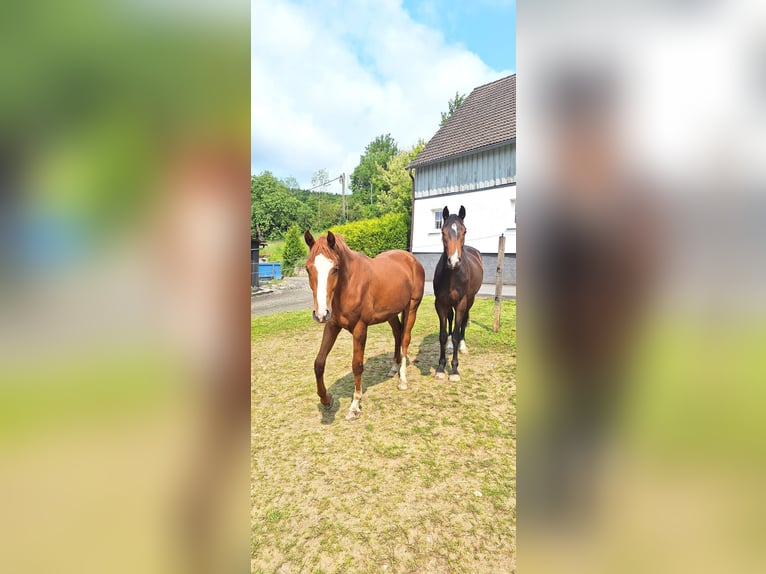 Westfale Wallach 3 Jahre 162 cm Fuchs in Lennestadt