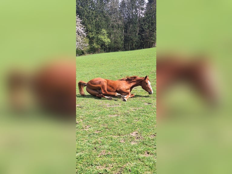 Westfale Wallach 3 Jahre 162 cm Fuchs in Lennestadt