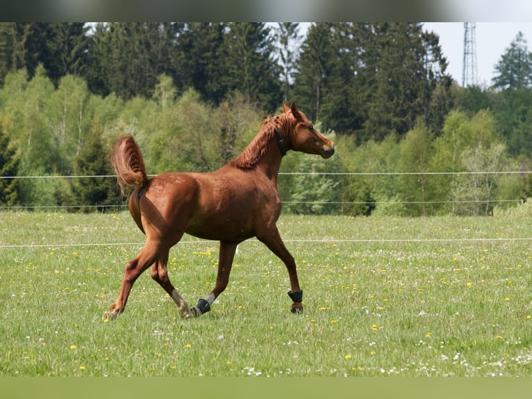 Westfale Wallach 3 Jahre 162 cm Fuchs in Lennestadt