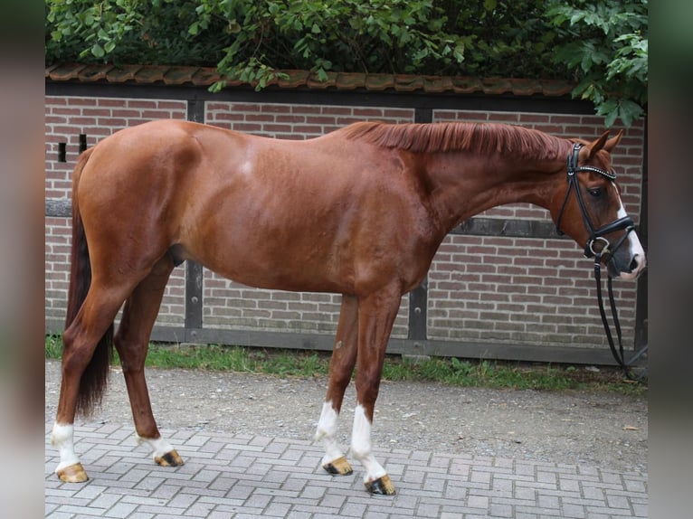 Westfale Wallach 3 Jahre 162 cm Fuchs in Dorsten