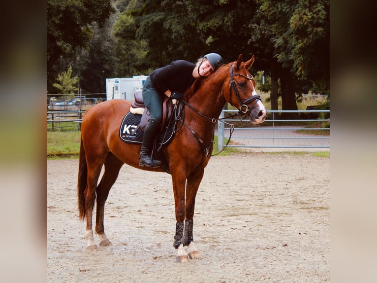 Westfale Wallach 3 Jahre 162 cm Fuchs in Dorsten