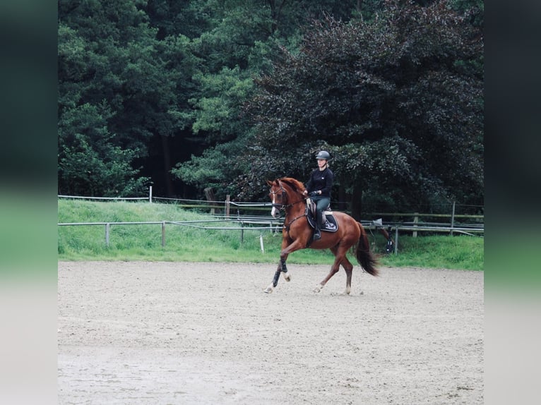 Westfale Wallach 3 Jahre 162 cm Fuchs in Dorsten