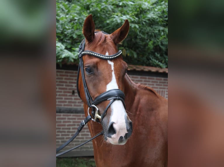 Westfale Wallach 3 Jahre 162 cm Fuchs in Dorsten
