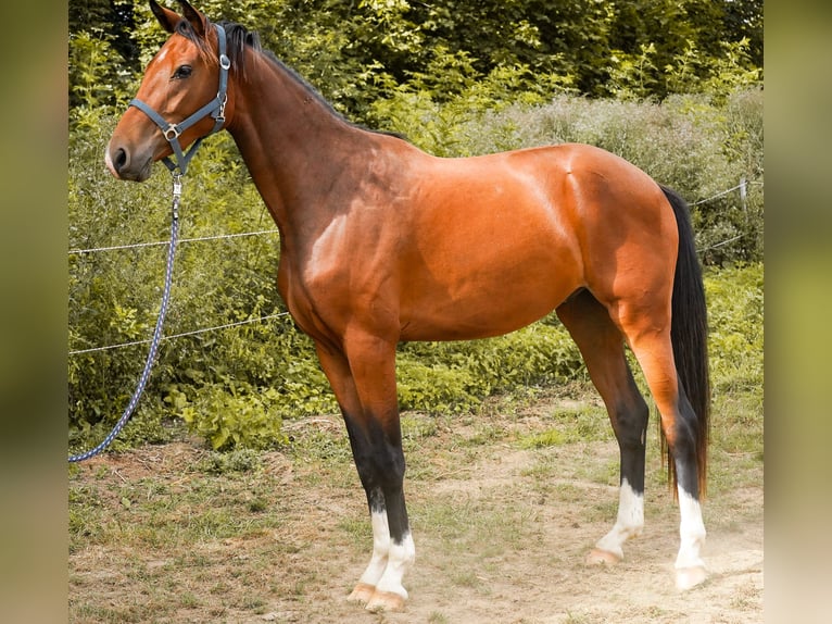 Westfale Wallach 3 Jahre 163 cm Brauner in Brakel