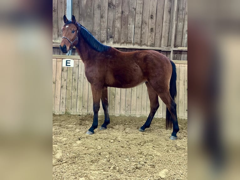 Westfale Wallach 3 Jahre 163 cm Brauner in Dornburg