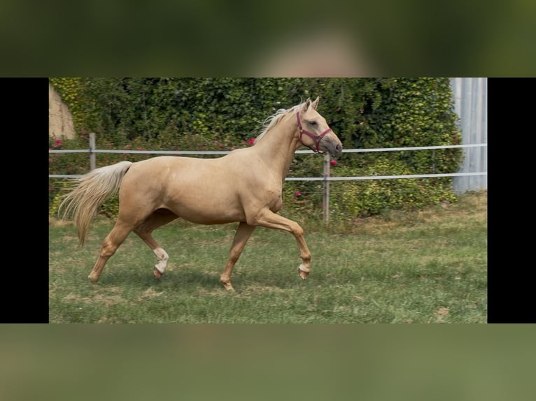 Westfale Wallach 3 Jahre 163 cm Palomino in Elsoff