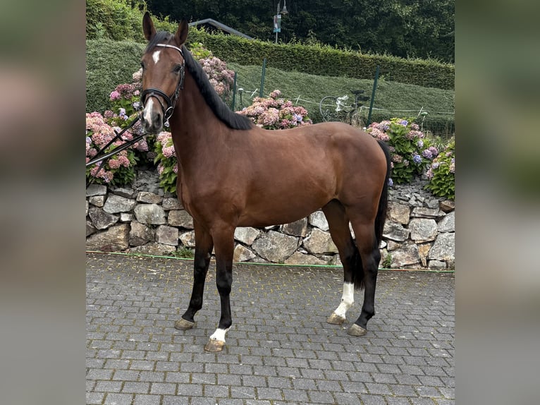 Westfale Wallach 3 Jahre 164 cm Brauner in Meinerzhagen