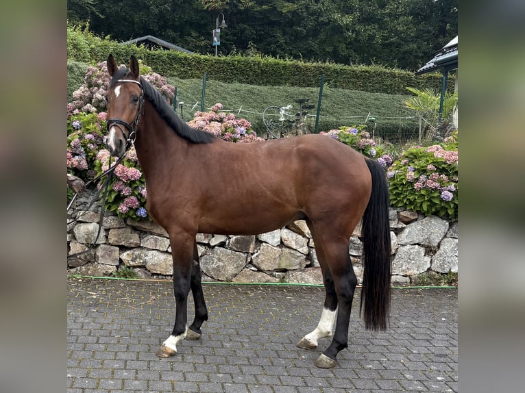 Westfale Wallach 3 Jahre 164 cm Brauner in Meinerzhagen