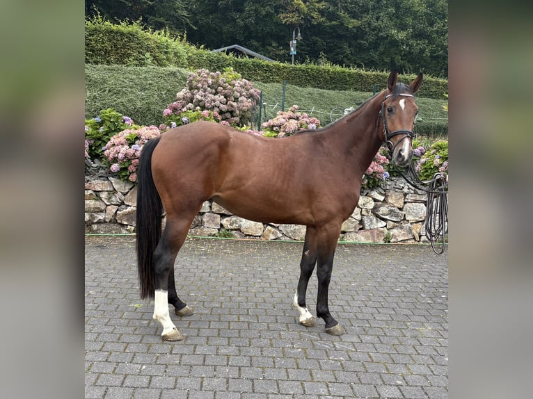 Westfale Wallach 3 Jahre 164 cm Brauner in Meinerzhagen