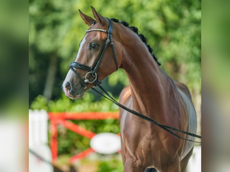 Westfale Wallach 3 Jahre 164 cm Brauner in Münster