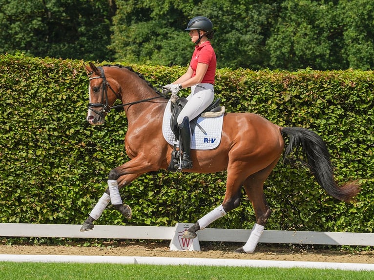 Westfale Wallach 3 Jahre 164 cm Brauner in Münster