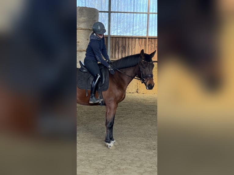 Westfale Wallach 3 Jahre 164 cm Brauner in Wesel