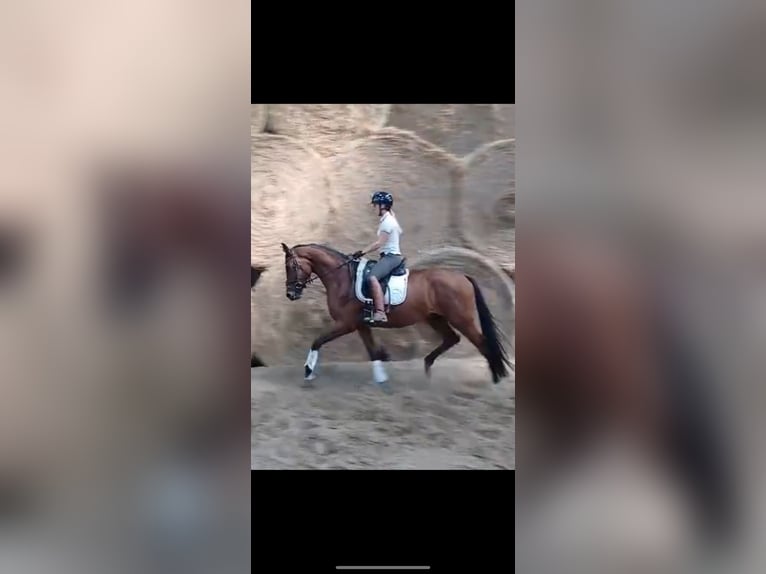 Westfale Wallach 3 Jahre 164 cm Brauner in Wesel