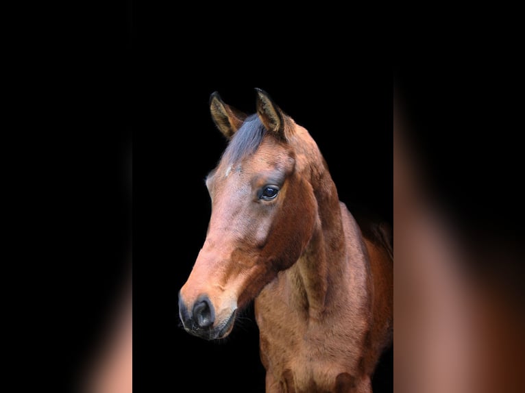 Westfale Wallach 3 Jahre 164 cm Brauner in Wesel