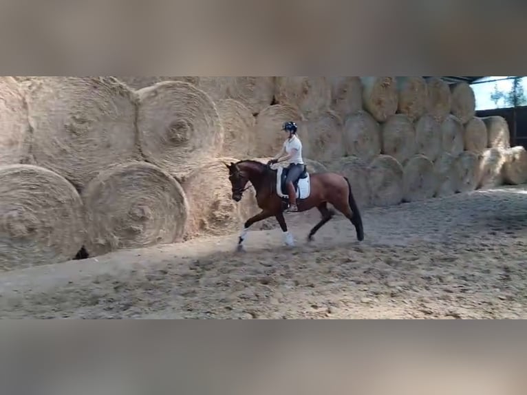 Westfale Wallach 3 Jahre 164 cm Brauner in Wesel