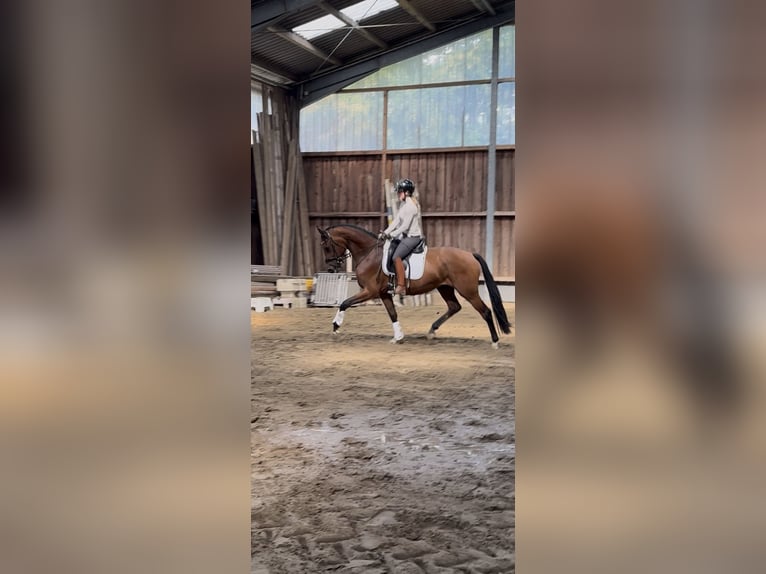 Westfale Wallach 3 Jahre 164 cm Brauner in Wesel