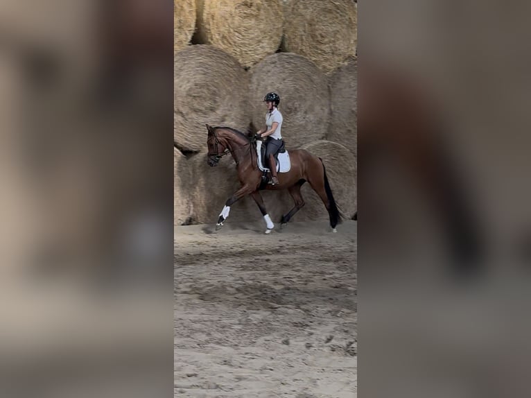 Westfale Wallach 3 Jahre 164 cm Brauner in Wesel