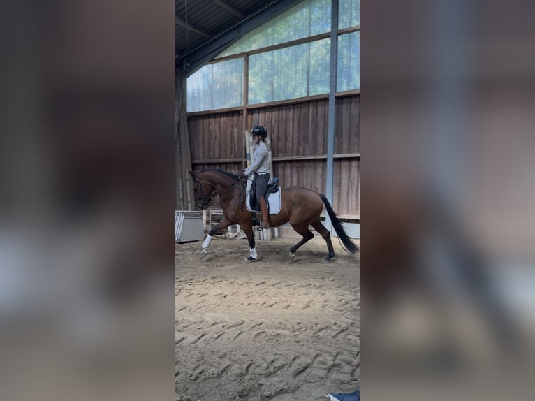 Westfale Wallach 3 Jahre 164 cm Brauner in Wesel