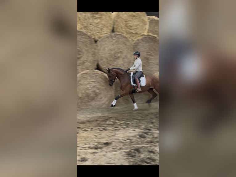 Westfale Wallach 3 Jahre 164 cm Brauner in Wesel