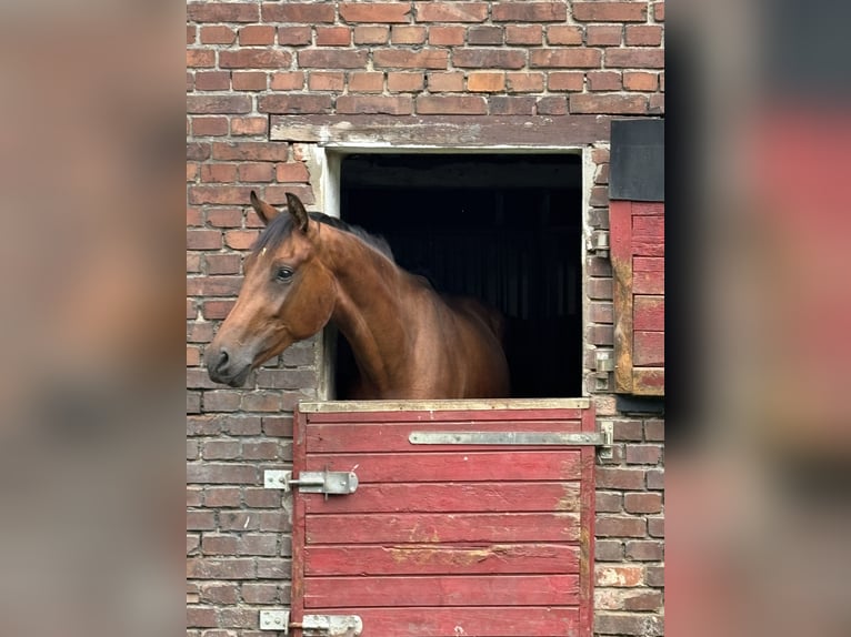 Westfale Wallach 3 Jahre 164 cm Brauner in Wesel
