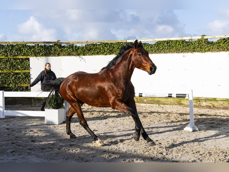 Westfale Wallach 3 Jahre 164 cm Brauner in Waddinxveen