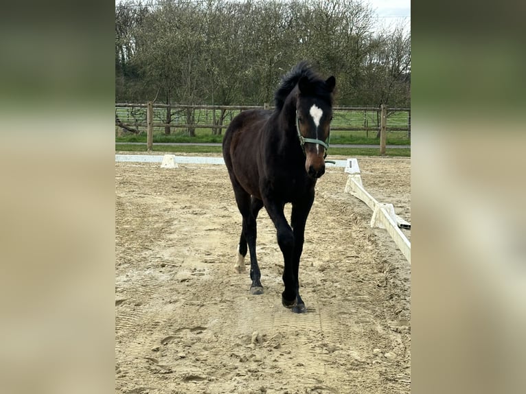 Westfale Wallach 3 Jahre 164 cm Dunkelbrauner in Warendorf