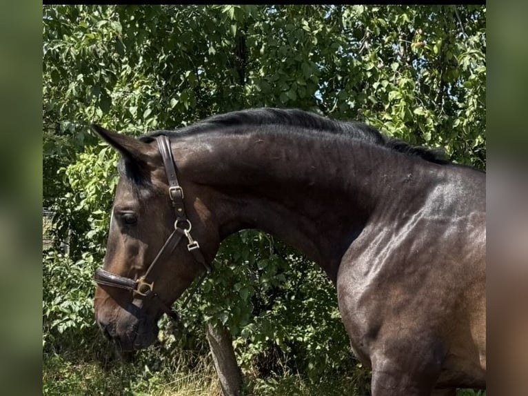 Westfale Wallach 3 Jahre 164 cm Dunkelbrauner in Warendorf