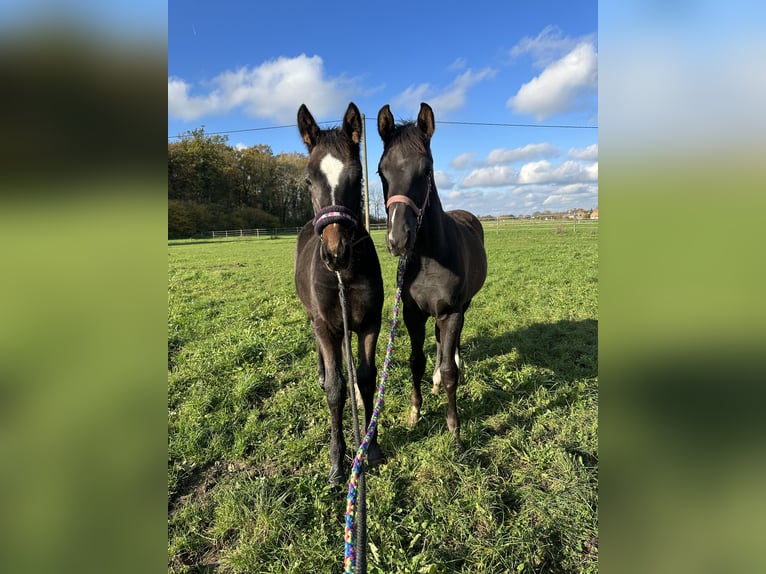 Westfale Wallach 3 Jahre 164 cm Dunkelbrauner in Warendorf