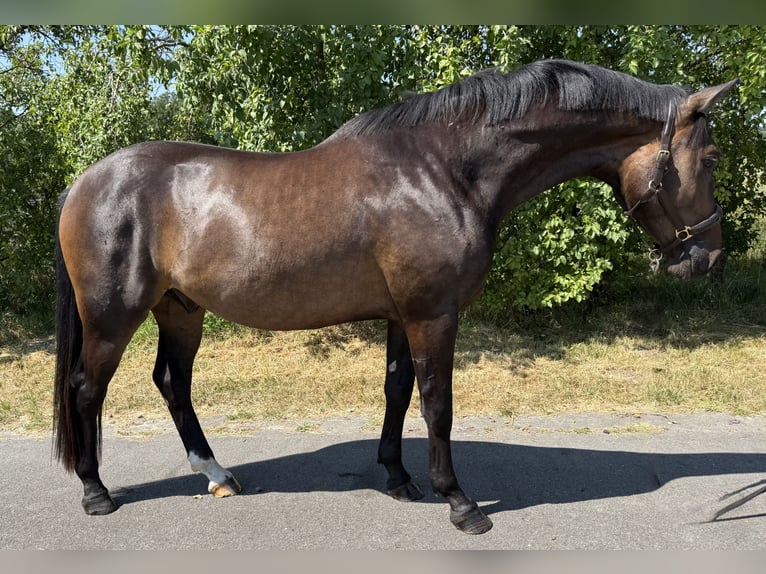 Westfale Wallach 3 Jahre 164 cm Dunkelbrauner in Warendorf