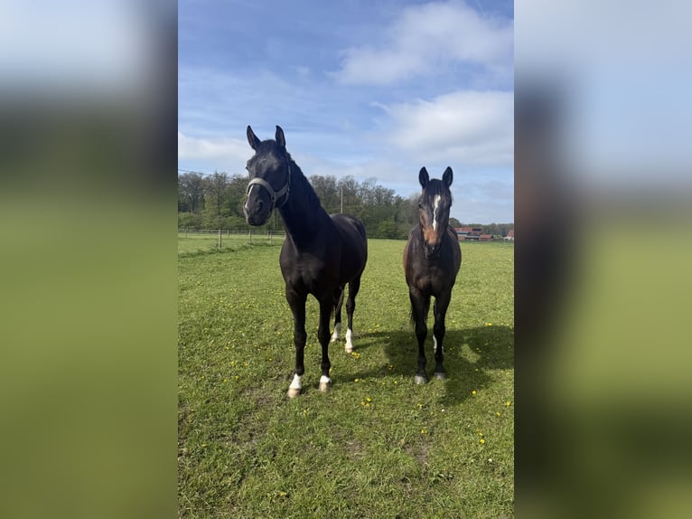 Westfale Wallach 3 Jahre 164 cm Dunkelbrauner in Warendorf