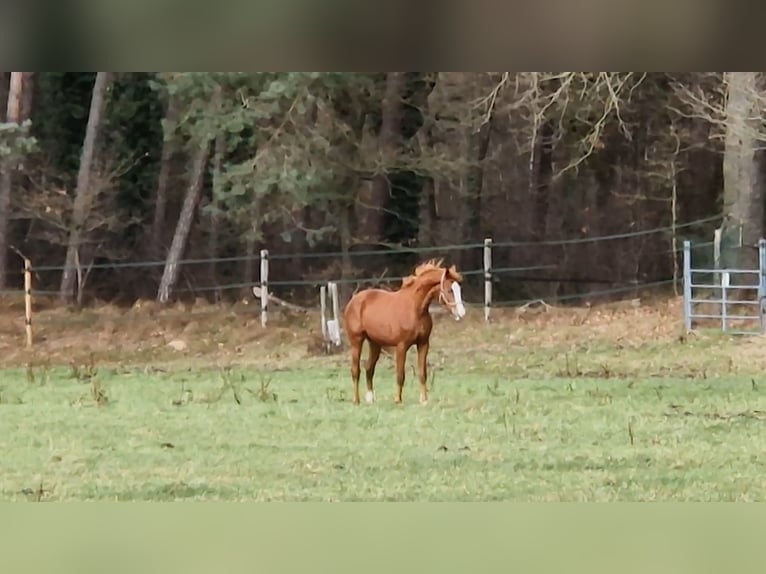 Westfale Wallach 3 Jahre 164 cm Fuchs in Heel