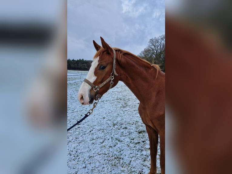 Westfale Wallach 3 Jahre 164 cm Fuchs in Heel