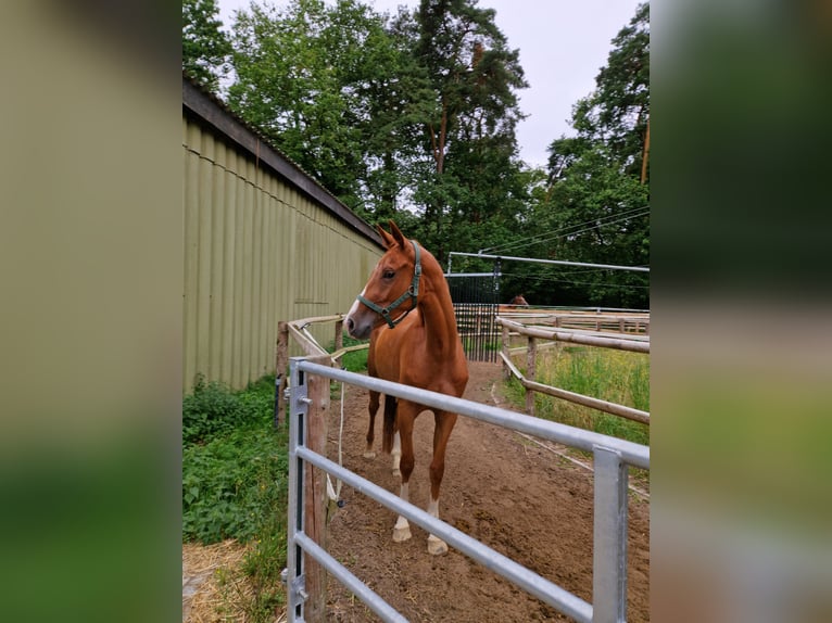 Westfale Wallach 3 Jahre 164 cm Fuchs in Ostbevern
