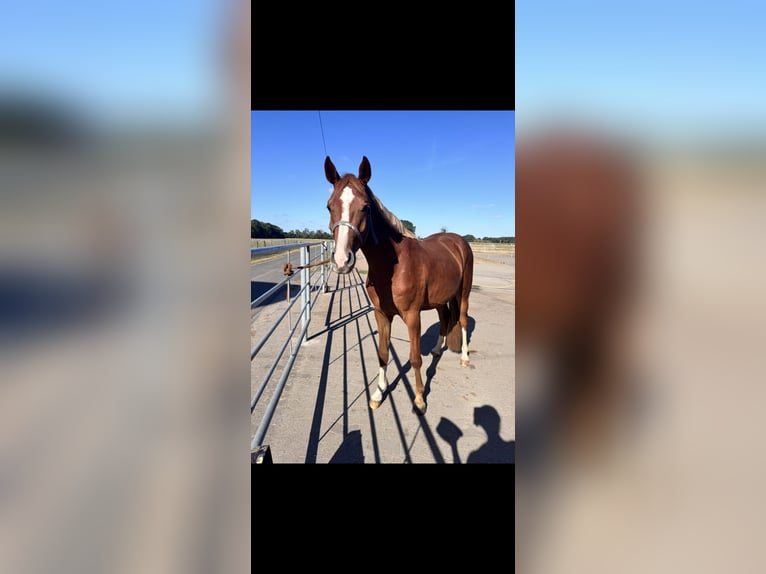 Westfale Wallach 3 Jahre 164 cm Fuchs in Herzebrock-Clarholz